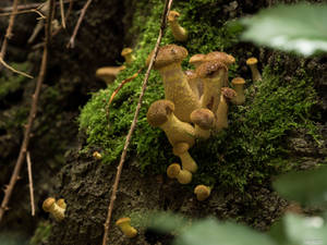 Im Schatten by Merkosh Im Schatten by Merkosh