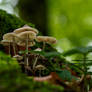 Mushrooms in the forrest