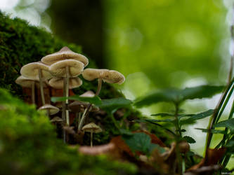 Mushrooms in the forrest by Merkosh