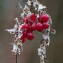 Red Berries