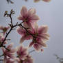 Under a magnolia tree