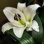 White Lily