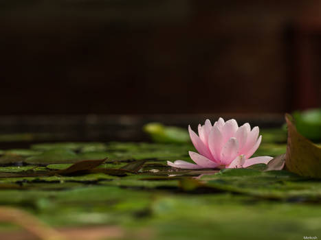 Nymphaea