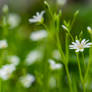 Wiesenblume