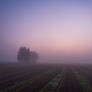 Misty fields