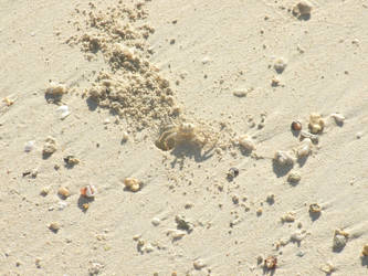 Sand crab