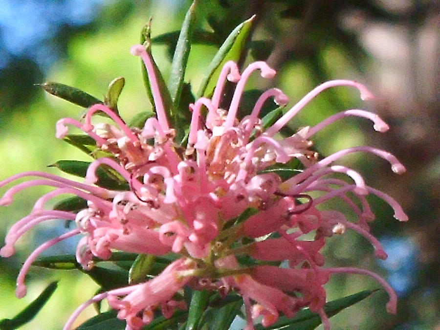 Extroverted Flower Flower 3 by mysteryheart on DeviantArt