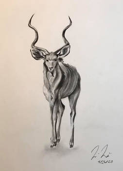 Greater Kudu