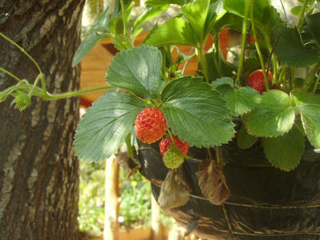 Strawberries in the Salvador?