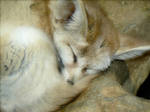 Fennec Fox by Peregrine-Photo