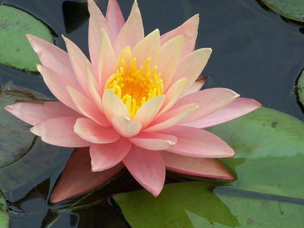 Pink Lotus