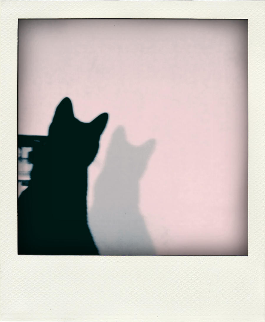 kitty shadow