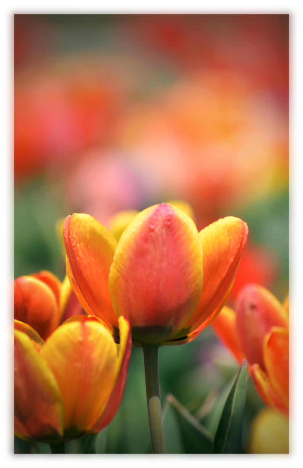 Prairie Tulips