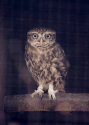 Owl1