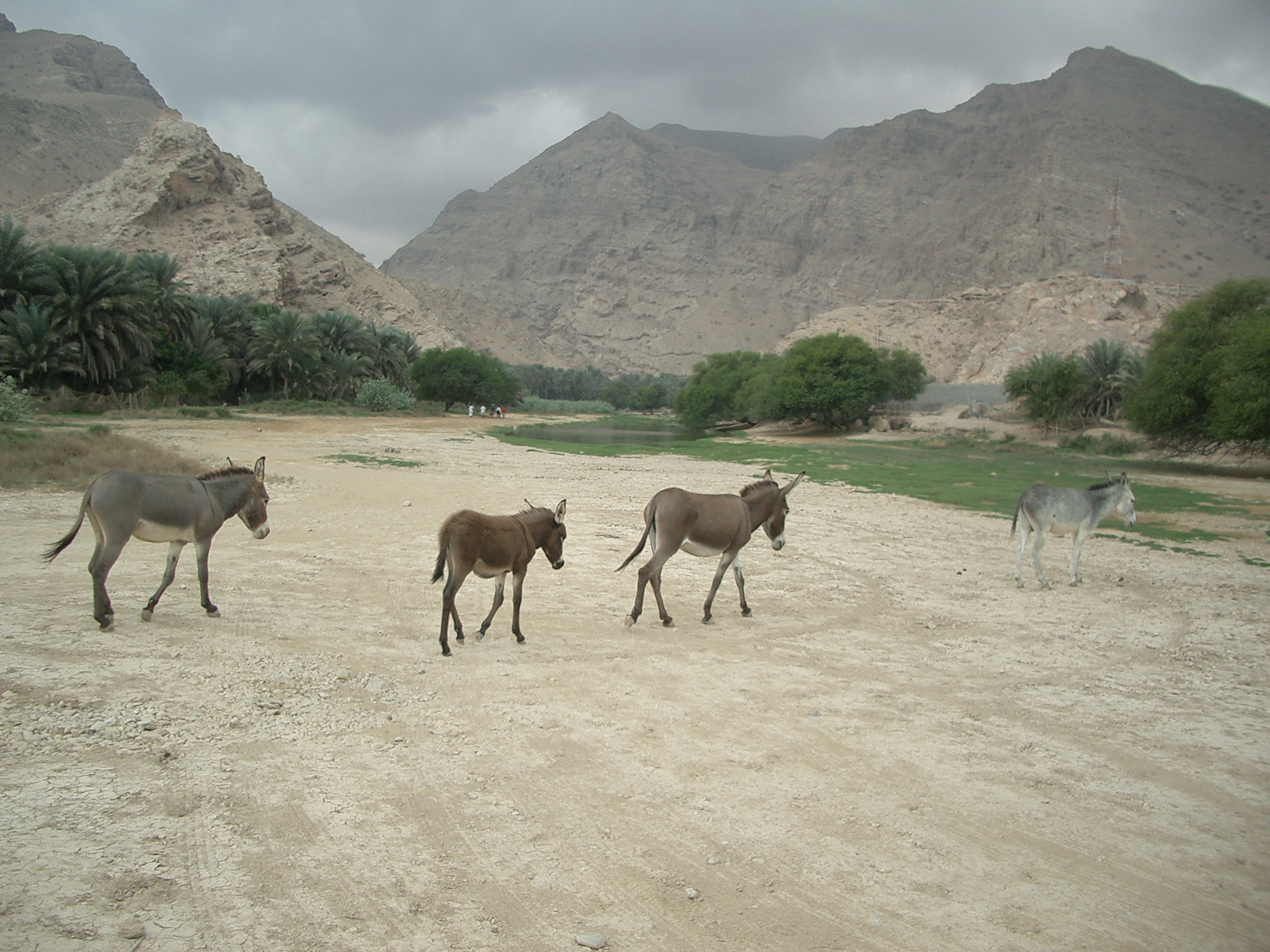 S-stock: Wadi Tiwi