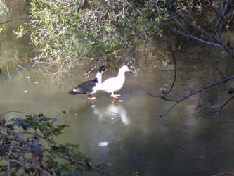 Ducks walk on water