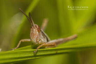 Grasshopper