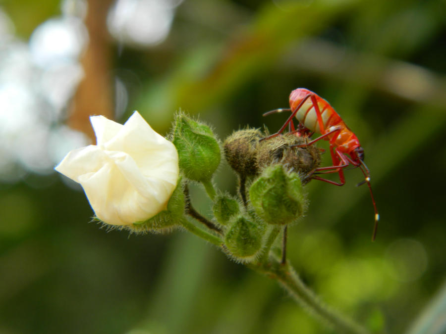 white flower, red bug