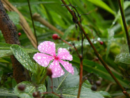 Pink drops