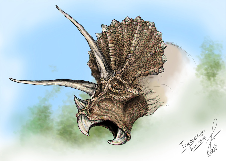 Triceratops