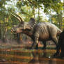 Triceratops in the forest