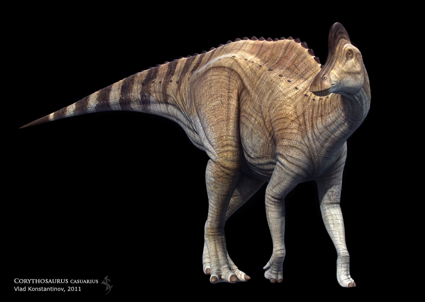 Corythosaurus casuarius