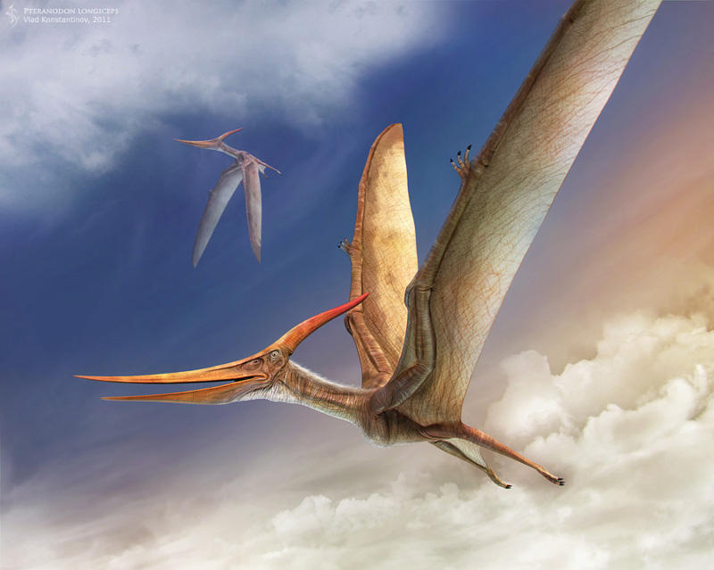 Птиродактель. Птеранодон лонгицепс. Птеранодон Птеранодон Птеранодон. Динозавры летающие Птеранодон. Птерозавры Юрского периода.