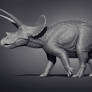 Museum Triceratops