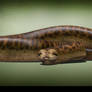 Titanoboa. The Stomping Land. 01