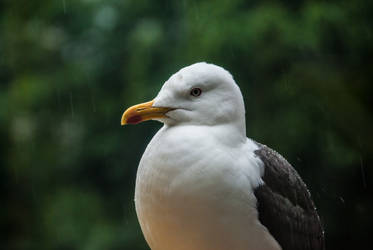 Seagull