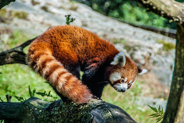 Red Panda