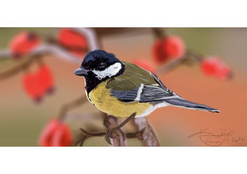 Great tit