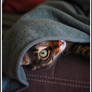 the eye of the tiger