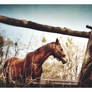 Country Song