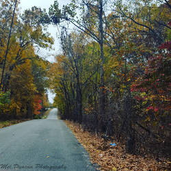 Trees are changing colors