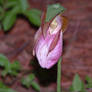 Pink Lady Slipper