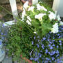 Petunias and Lobelia