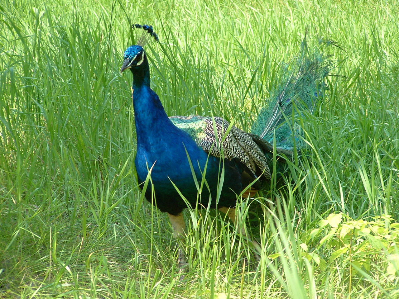 Peacock2