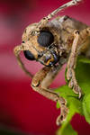 Longhorn beetle by orionmystery