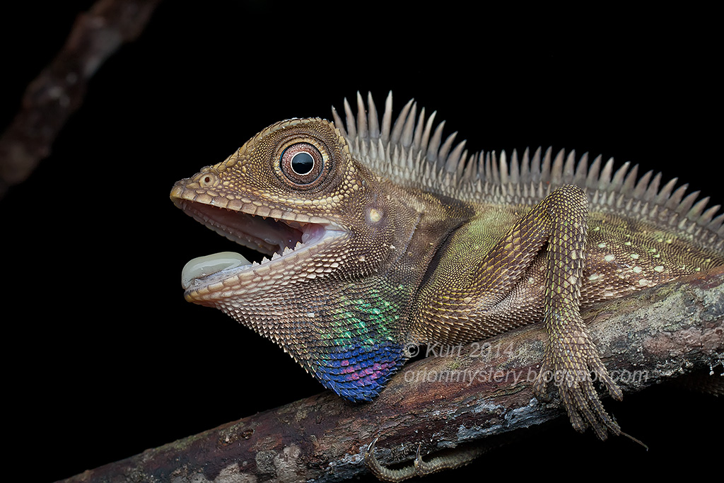 Bell's Anglehead Lizard