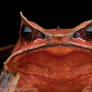 Malayan Horned Frog