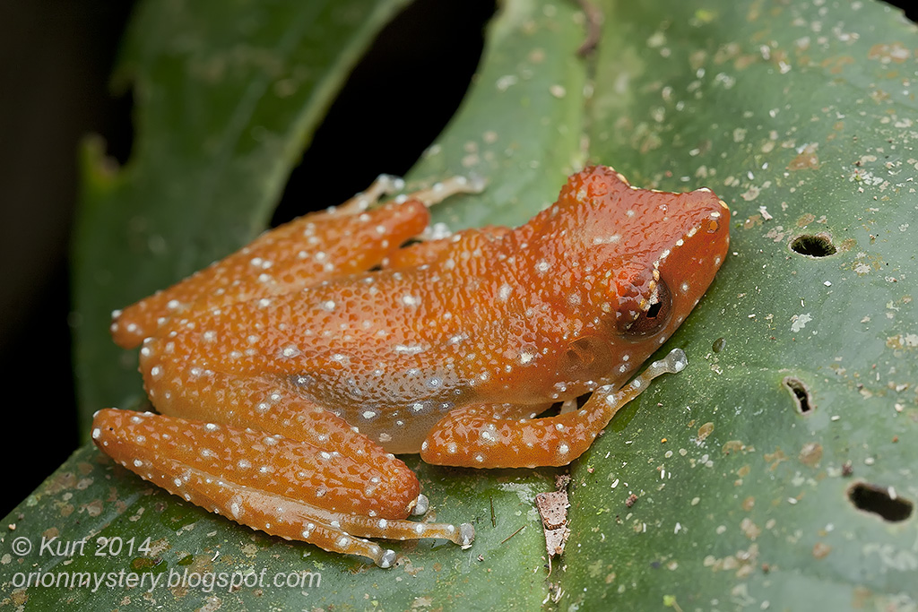 Cinnamon Frog