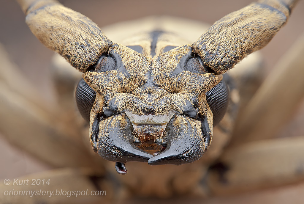 Longhorn Beetle Portrait