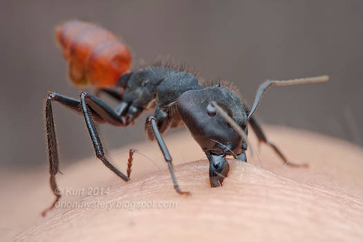 Giant ant biting me - ouch!