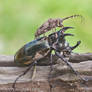 Longhorn beetle and Rhino beetle (IMG 7144 copy)