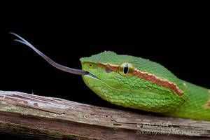 Wagler's Pit Viper (IMG 2883 copy)