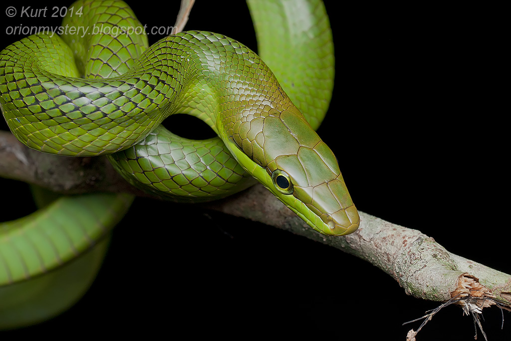 Red-tailed Racer (IMG 3310 copy)