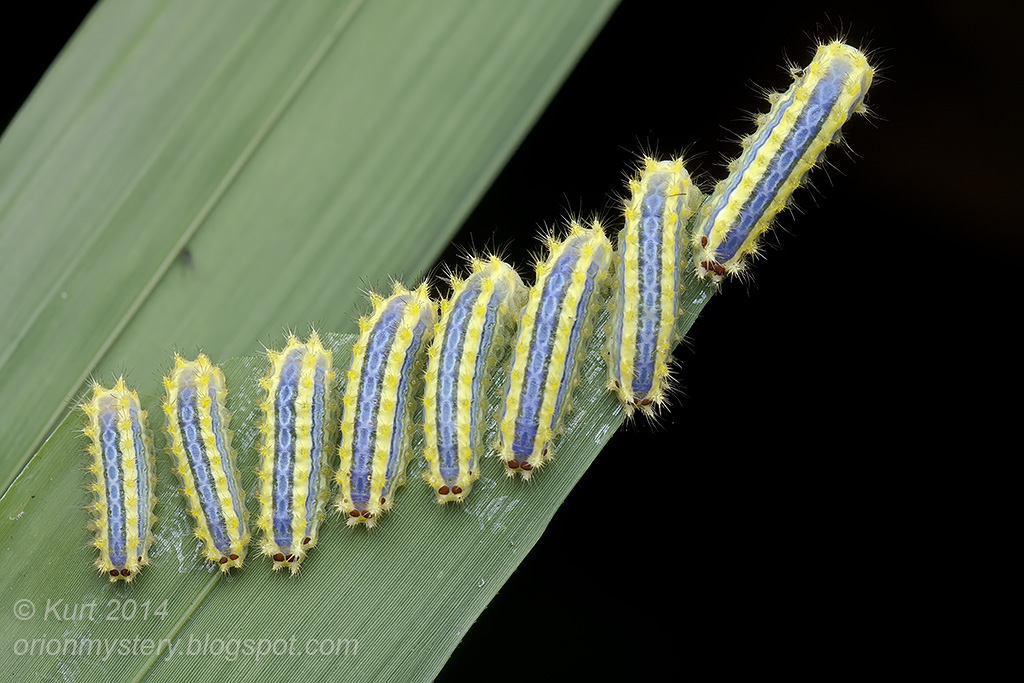 Caterpillars (IMG 4072 copy)