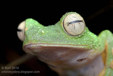 Wallace's Flying Frog (IMG 4258 stk copy)