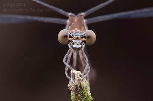 Damselfly (IMG 1569 copy_